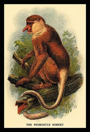 The Proboscis Monkey - Fine Art Giclee Print 24" x 36"