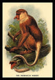 The Proboscis Monkey - Fine Art Giclee Print 24" x 36"