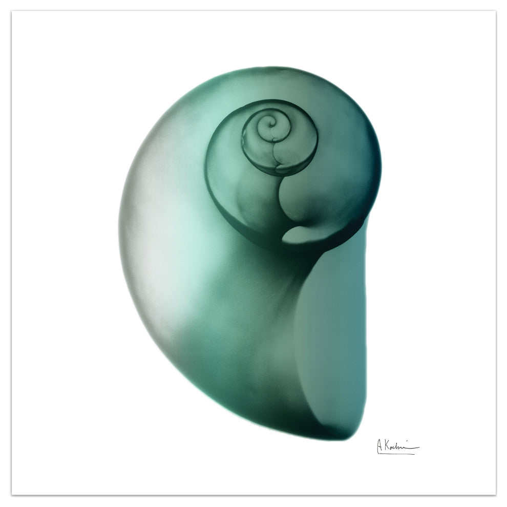 "Shimmering Snail Ii" Wall Art on Frameless Free Floating Tempered Glass Panel