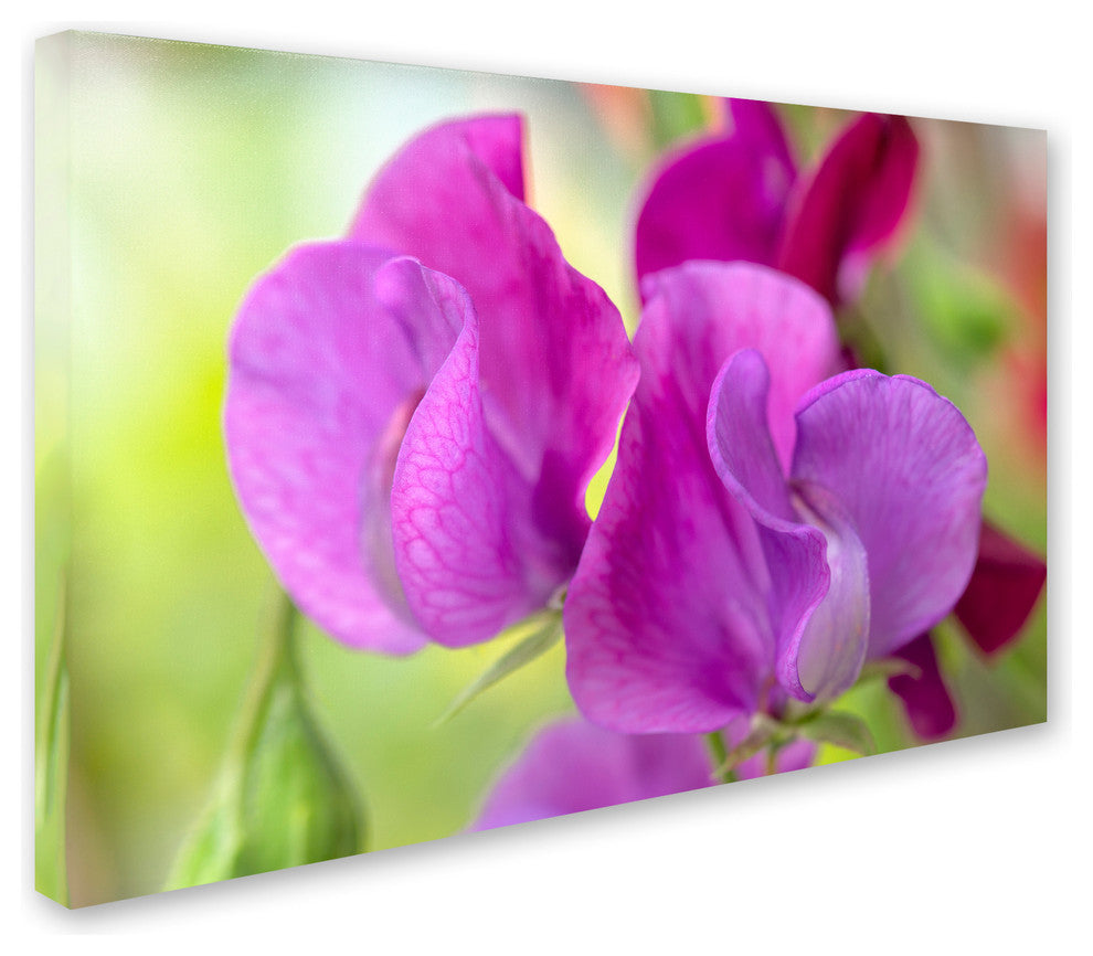 Cora Niele ''Two Sweet Pea Flowers'' Canvas Art