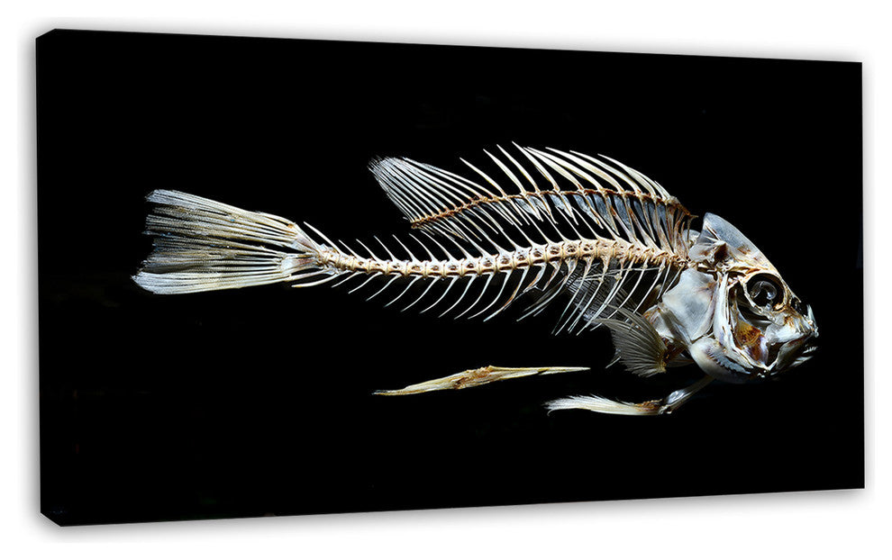 Fish Skeleton Bone on Black, Animal Canvas Art Print, 32"x16"