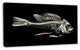 Fish Skeleton Bone on Black, Animal Canvas Art Print, 32"x16"