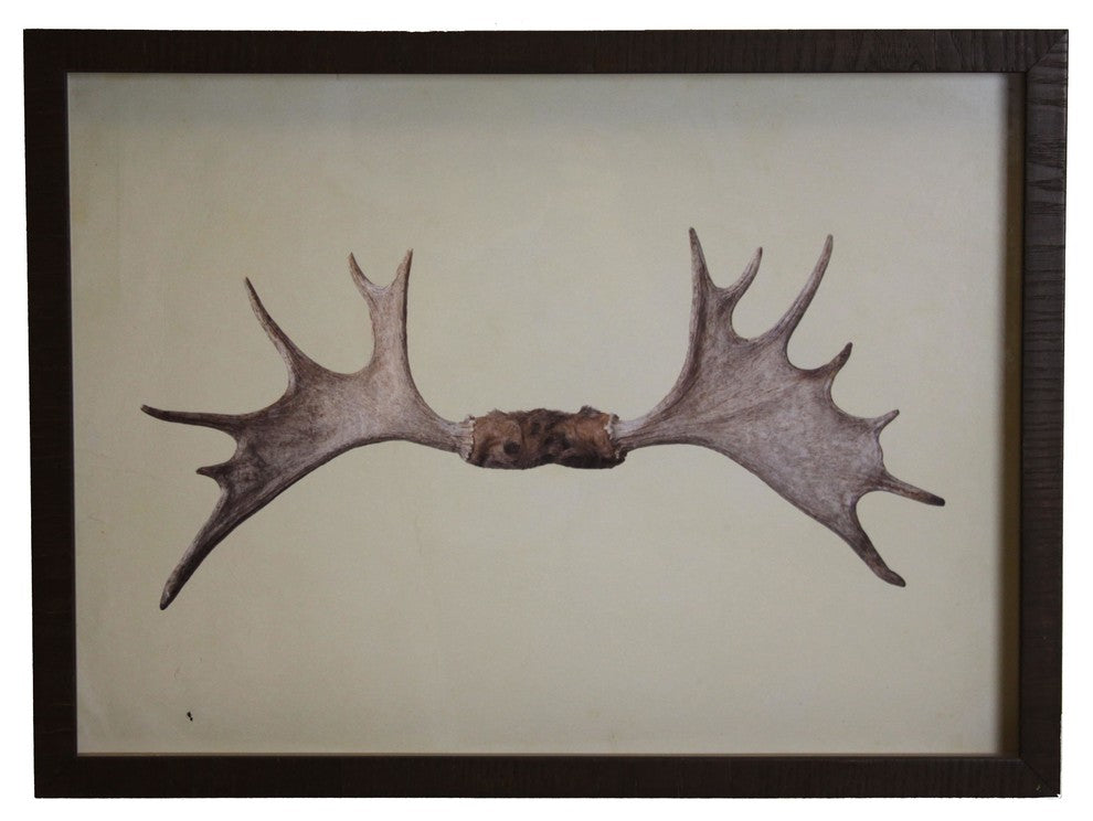 Horizontal Antlers