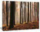 Dark Thick Woods in Fall Forest, Modern Forest Canvas Art, 60"x28"