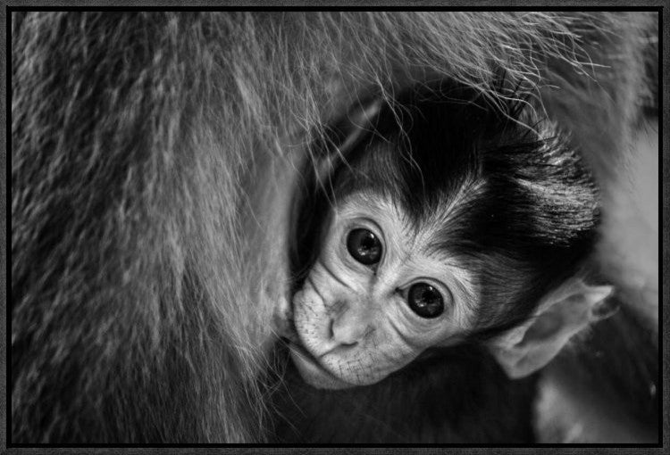 "A Mothers Love" Framed Canvas Giclee by Gunarto Song, 23x16"