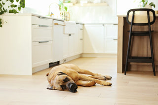 Austen Crisp White Fireclay 36" Double Bowl Farmhouse Undermount Kitchen Sink