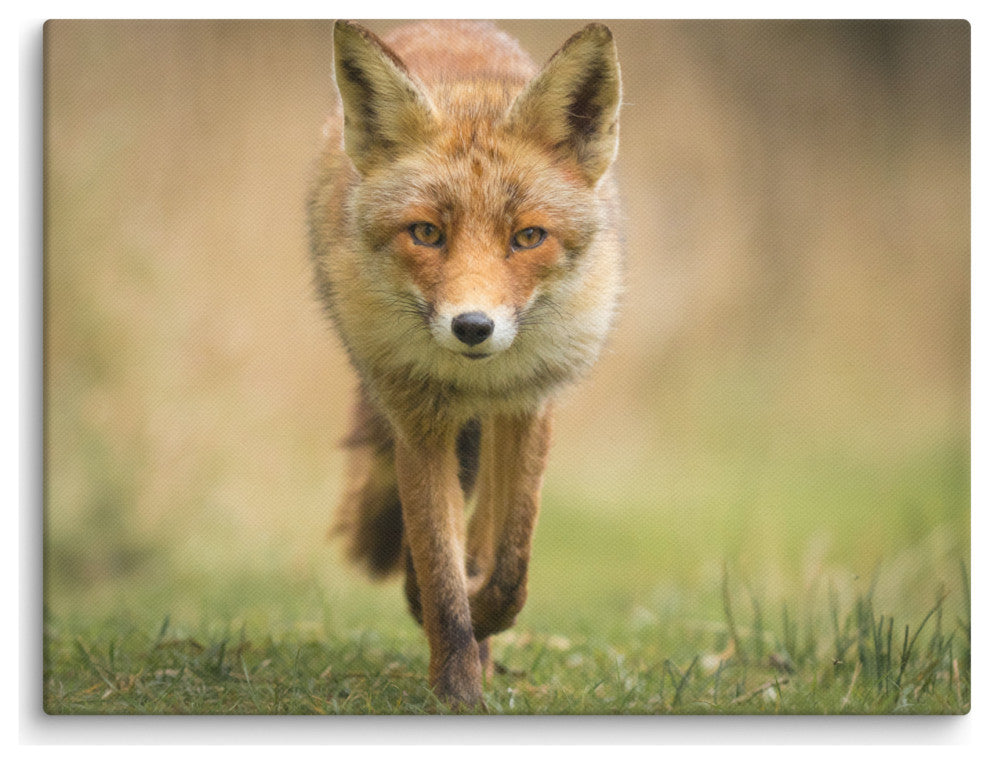 Young Female Red Fox In Forest Animal Wildlife Photograph Canvas Wall Art Print, 12" X 16"