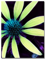 'Lime Green Coneflower' Canvas Art by Kathie McCurdy
