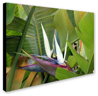 'Paradise 2' Canvas Art by Patty Tuggle