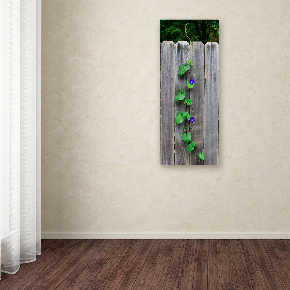 ''Morning Glory Fence 2'' Canvas Art by Kurt Shaffer