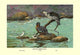 Peruvian Torrent Duck- Gallery Wrapped Canvas Art 28" x 42"