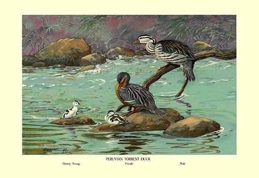 Peruvian Torrent Duck- Gallery Wrapped Canvas Art 28" x 42"