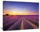 "Lavender Field in Provence France" Landscape Wall Art Print, 20"x12"