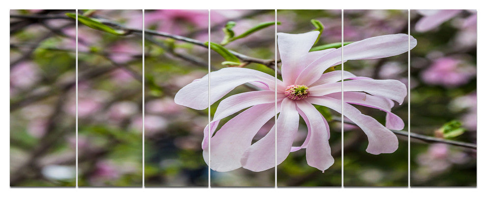 Beautiful Magnolia Flowers, Large Floral Canvas Art Print, 83"x32", 7 Panels