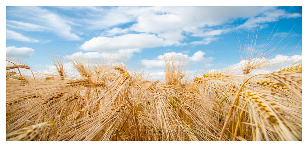 Barley Field under Blue Sky, Large landscape Canvas Art Print, 60"x28"