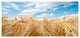 Barley Field under Blue Sky, Large landscape Canvas Art Print, 60"x28"
