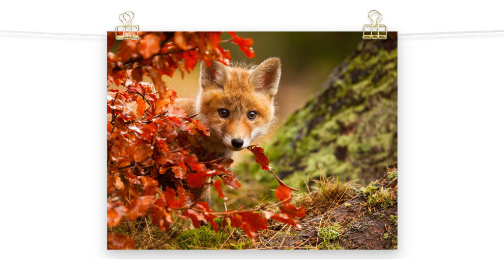 Baby Red Fox Face and Autumn Leaves Animal Wildlife Photo Loose Wall Art Print, 12" X 16"