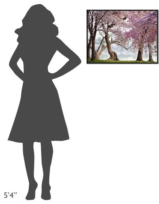 "Cherry trees bloom, Washington, USA" Framed Canvas Giclee by Anonymous, 25x19"