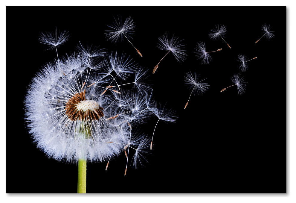 Bess Hamiti 'Dandelion Blowing' Canvas Art, 47x30