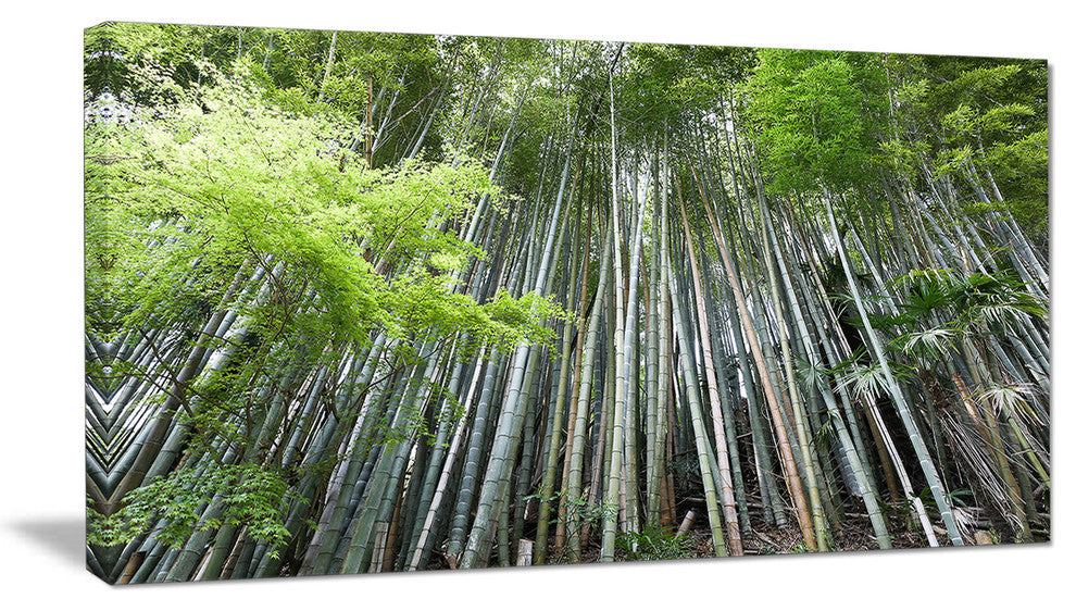 "Dense Bamboo Forest of Japan" Forest Canvas Wall Art Print, 40"x20"