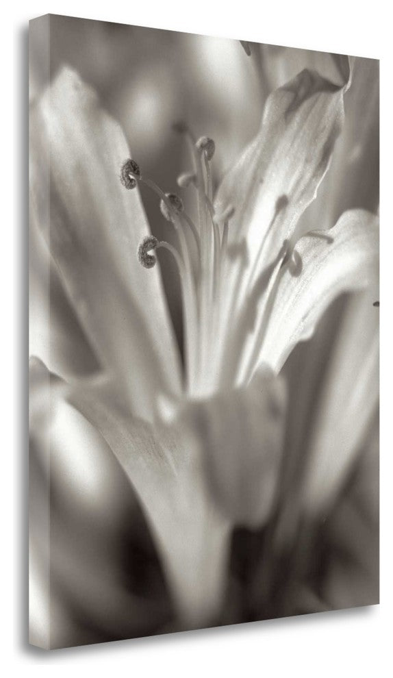 "Florison - 14" By Alan Blaustein, Giclee Print on Gallery Wrap Canvas
