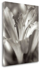 "Florison - 14" By Alan Blaustein, Giclee Print on Gallery Wrap Canvas