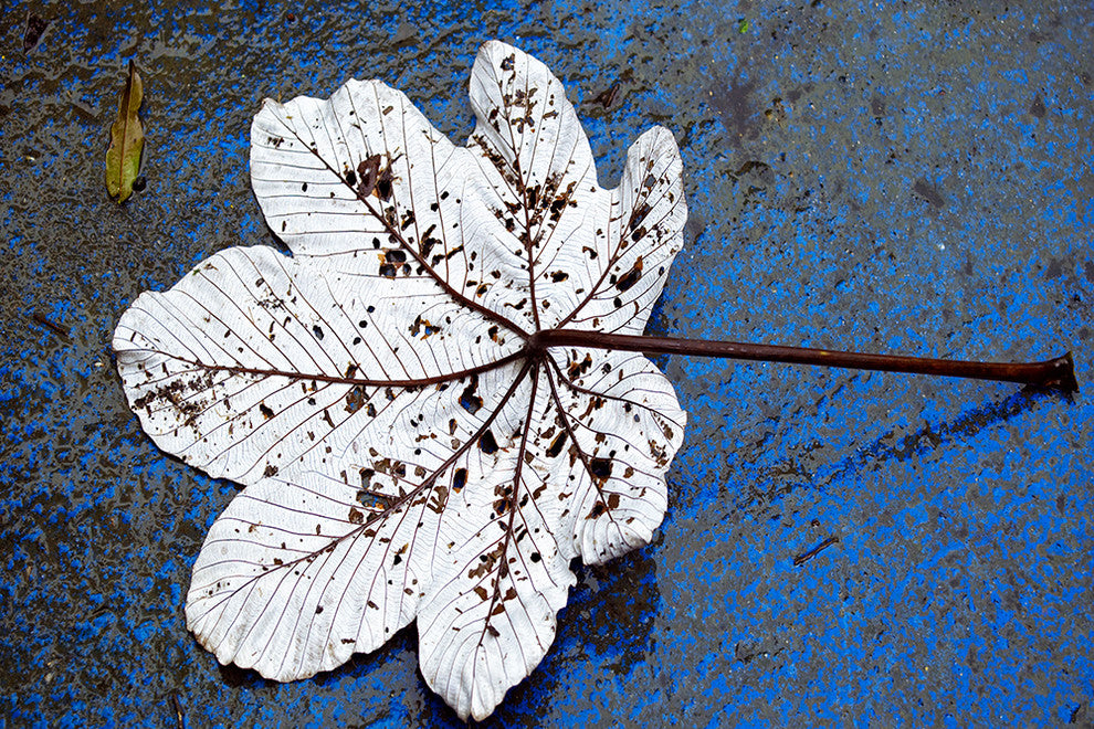 "Fallen" Metal, 24"x36"