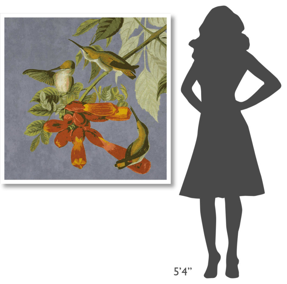 "Audubon Decor - Humming Bird Detail" Digital Paper Print by BG.Studio, 42"x42"