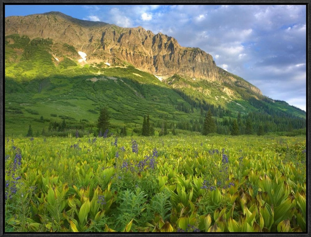 Gothic Mountain Overlooking Meadow Near Crested Butte, Colorado, 24"x18"
