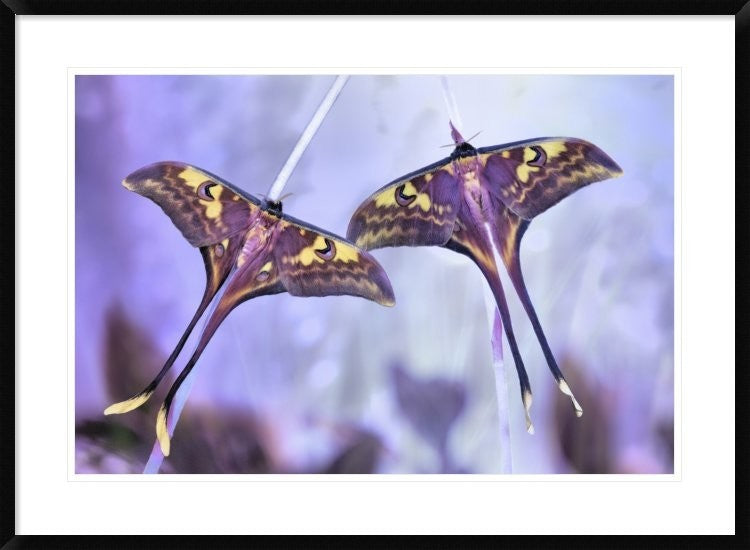 "Actias" Framed Digital Print by Jimmy Hoffman, 38"x28"