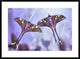 "Actias" Framed Digital Print by Jimmy Hoffman, 38"x28"