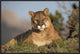 "Mountain Lion portrait, North America"  by Tim Fitzharris, 31x21"