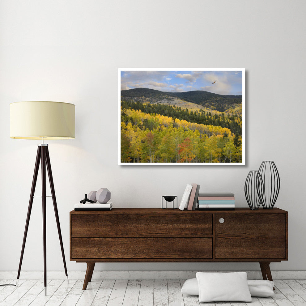 "Cooper's Hawk, Santa Fe Forest, Sangre de Cristo Mountains" Paper Art, 50"x38"
