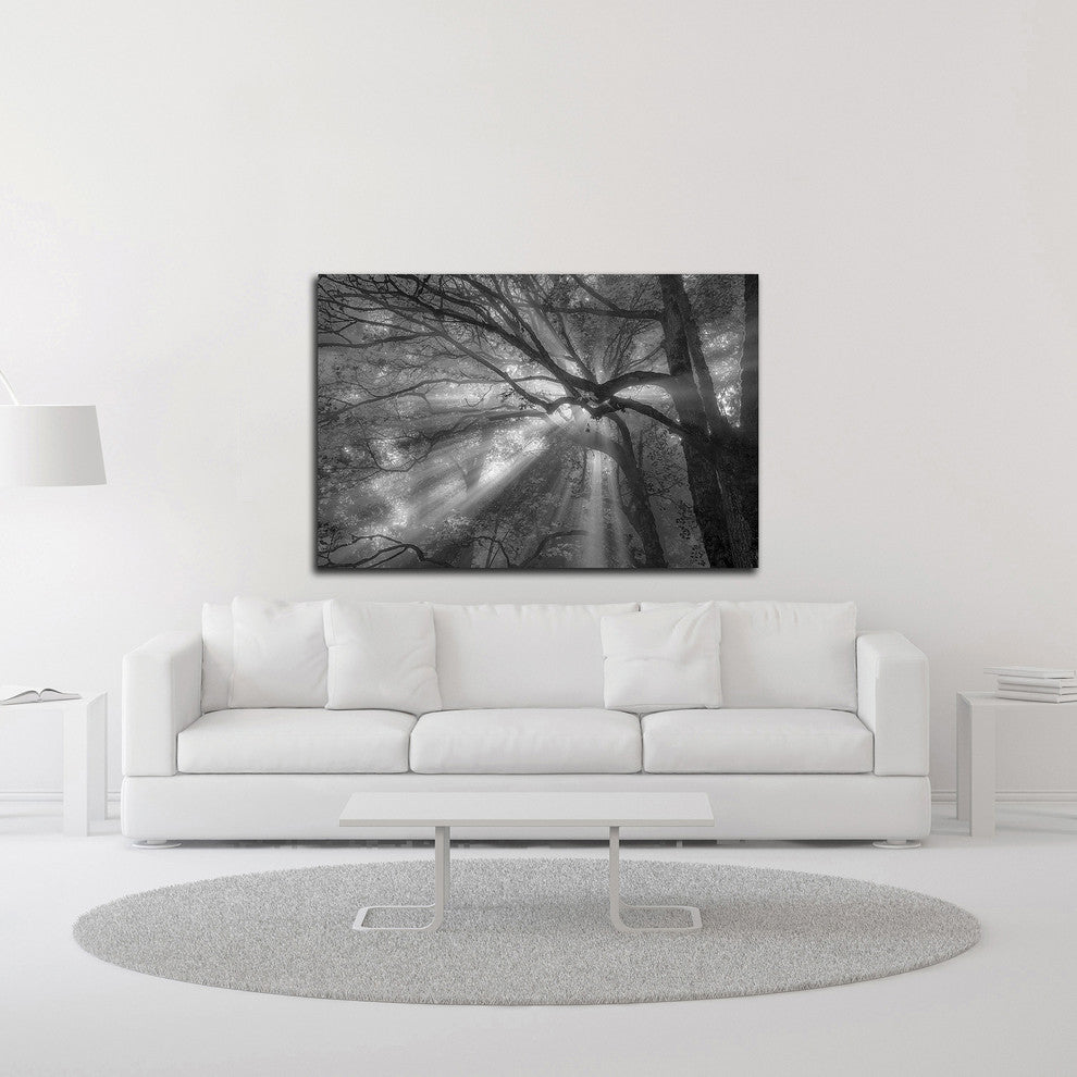 Forest Fog by Tim Oldford, Print on Canvas, 36"x24"