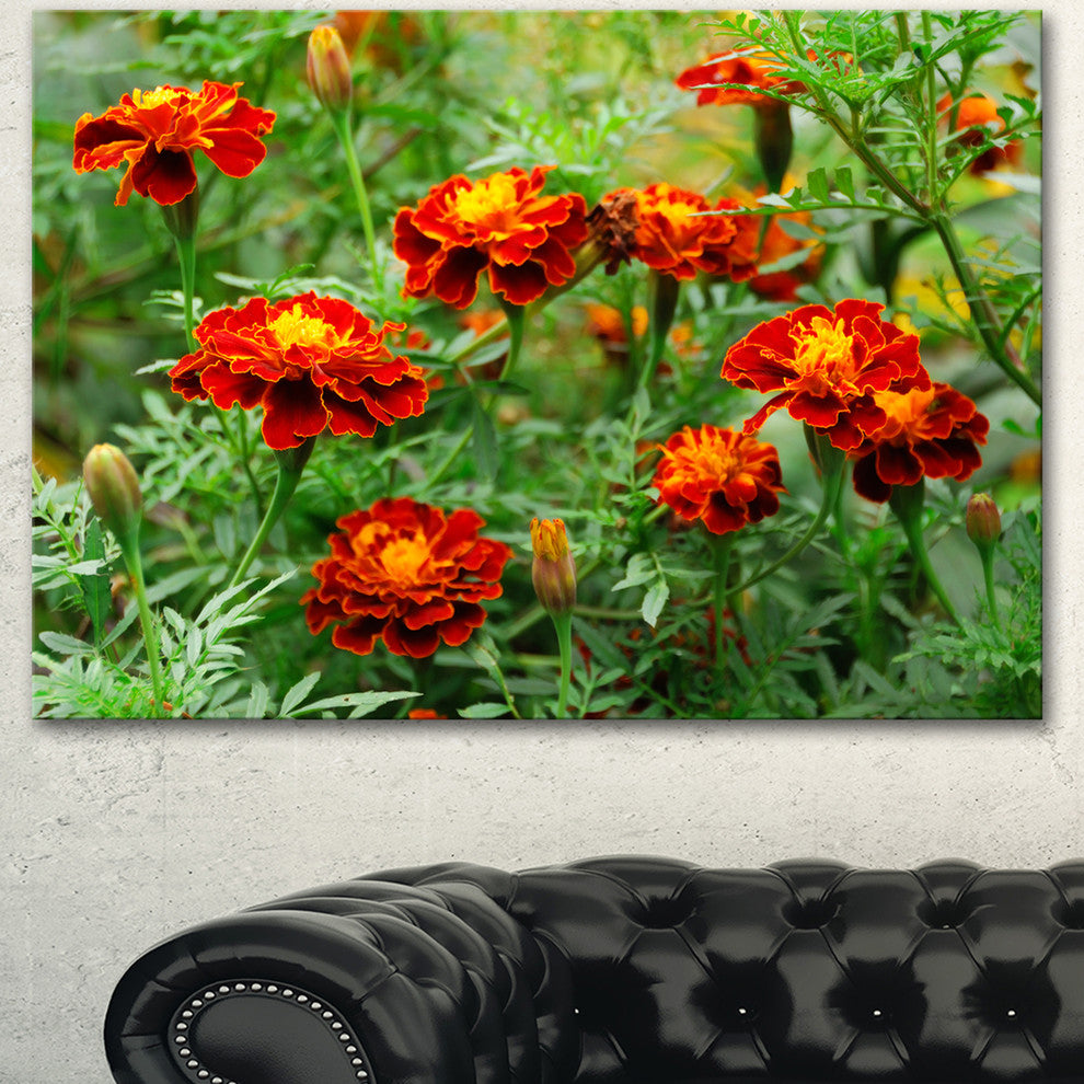 Blooming Red Marigold Flowers, Floral Canvas Art Print, 40"x30"