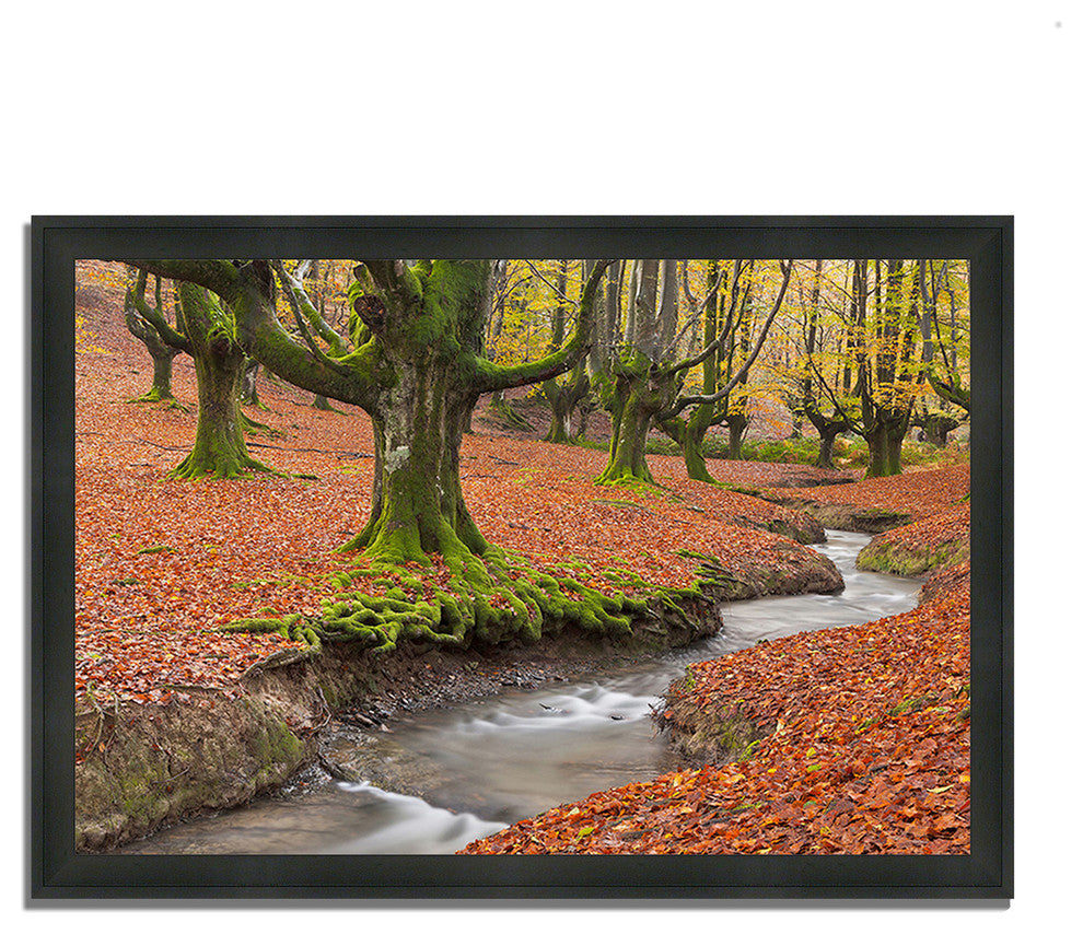 "Otzarreta Beech On A Red Carpet", Framed Photograph Print, Ready To Hang