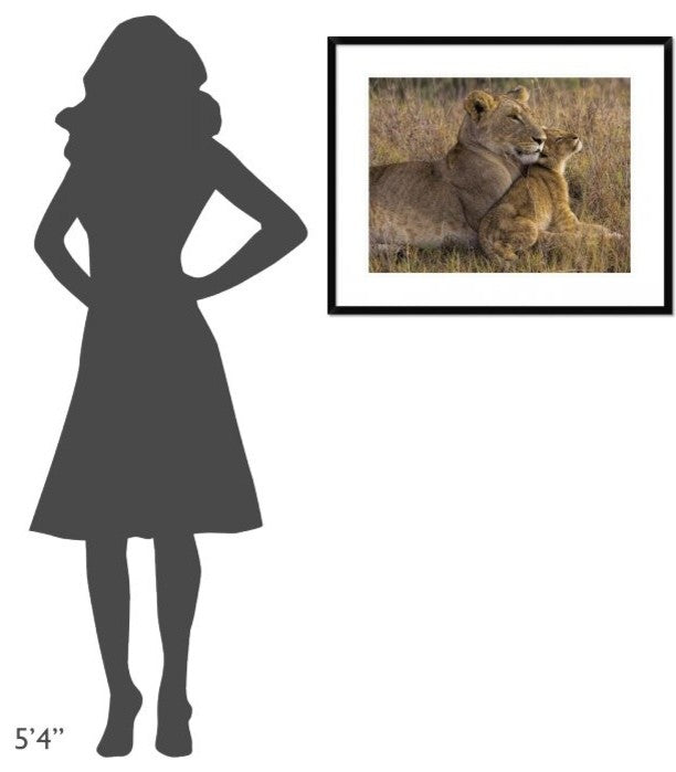 "Baby Lion With Mother" Framed Digital Print by Henry Jager, 32x26"