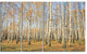Autumn Birch Grove in Sunlight, Modern Forest Canvas Art, 48"x28", 4 Panels