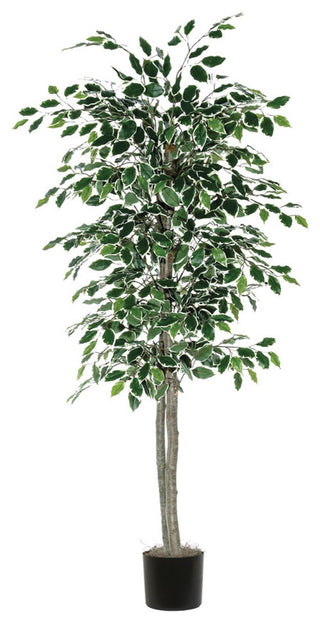 Full product shot showing the entire variegated ficus tree on a white background.