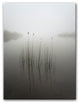 Reeds in the Mist'' Canvas Wall Decor