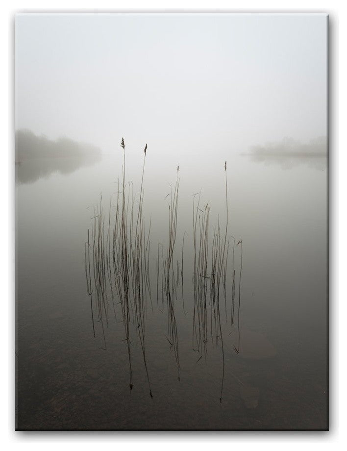 Reeds in the Mist'' Canvas Wall Decor