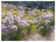 "Buckhorn Aster Show Crop" Digital Paper Print by Shirley Novak, 42"x32"