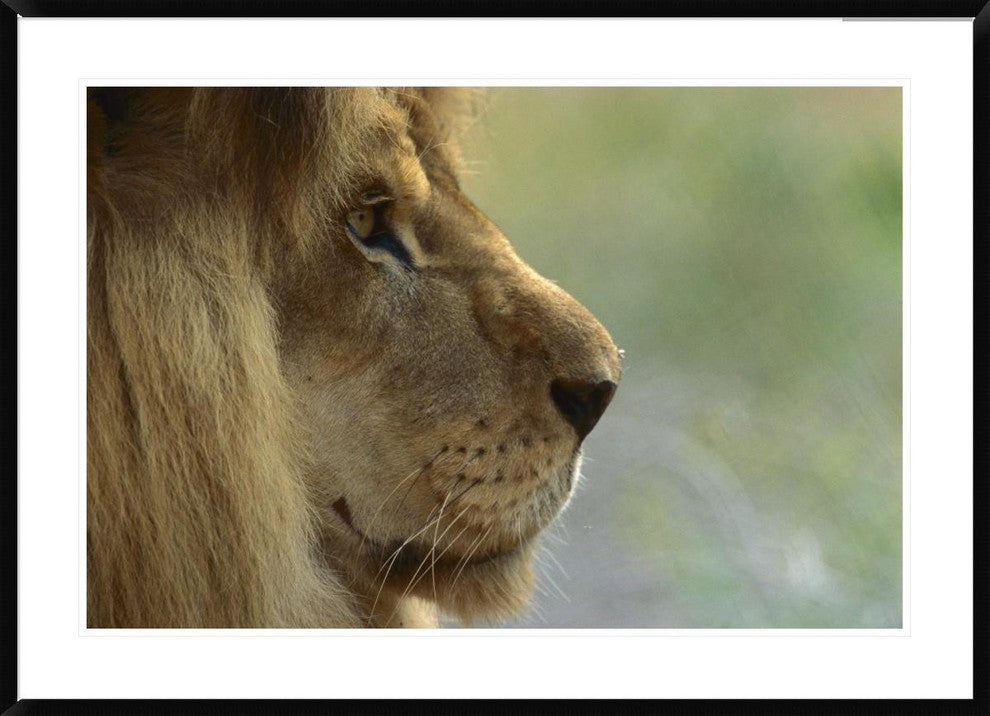 "African Lion male portrait" Framed Digital Print by San Diego Zoo, 44x32"
