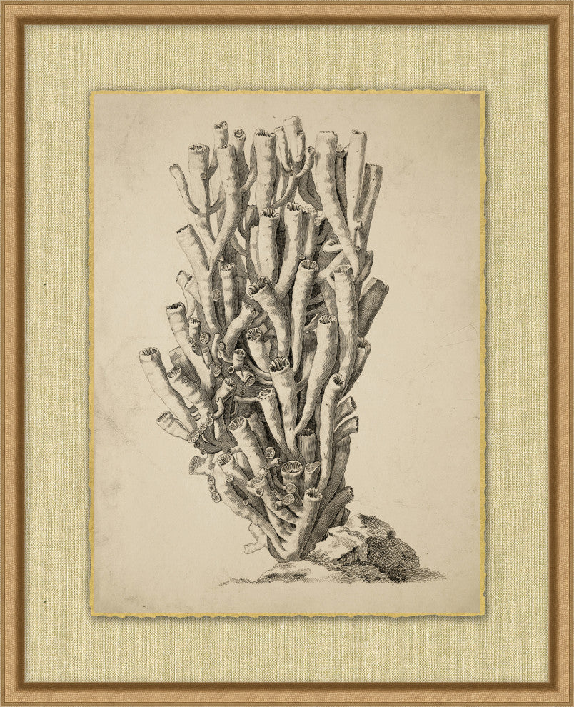 Sepia Sealife 10, Giclee Reproduction Artwork