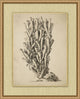 Sepia Sealife 10, Giclee Reproduction Artwork