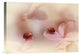 "Ladybirds On Pink Hydrangea." Canvas Giclee by Ellen Van Deelen, 16"x11"