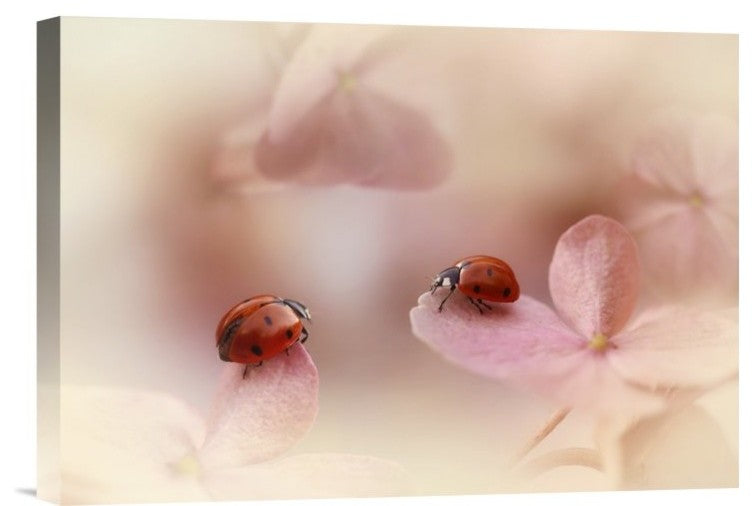 "Ladybirds On Pink Hydrangea." Canvas Giclee by Ellen Van Deelen, 16"x11"