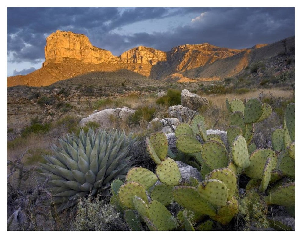 "Opuntia cactus and Agave, Guadalupe Mountains National Park" Paper Art, 50"x38"