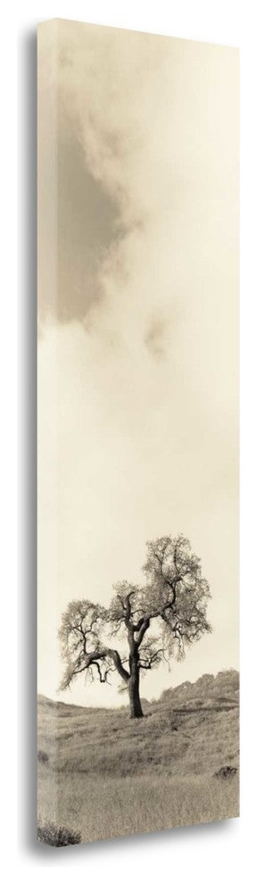 "Vintage Oak Tree" By Alan Blaustein, Giclee Print on Gallery Wrap Canvas