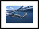 "Dolphins" Framed Digital Print by Barathieu Gabriel, 26"x20"